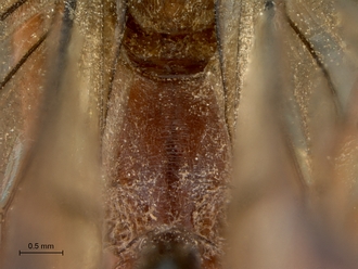Netelia_errans_HT_female_propodeum