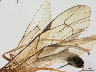 Netelia_errans_HT_female_wings