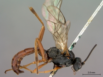 Aptesis_rufigastra_HT_male_habitus_lateral