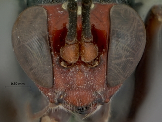 Coccygodes_ruficeps_HOLOTYPE