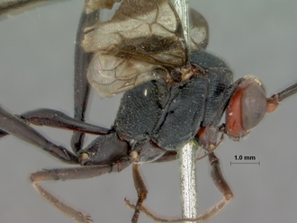 Coccygodes_ruficeps_HOLOTYPE