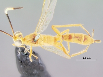 Goryphus_aello_HOLOTYPE