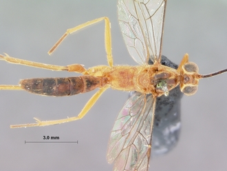 Nematocryptus_exitialis_HOLOTYPE