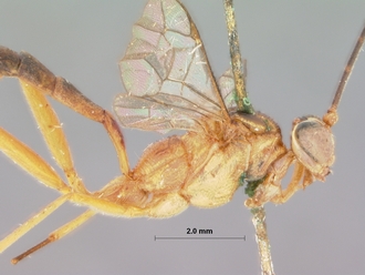 Nematocryptus_exitialis_HOLOTYPE