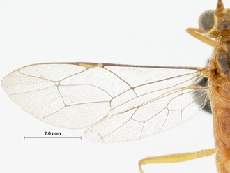 Nematocryptus_exitialis_HOLOTYPE