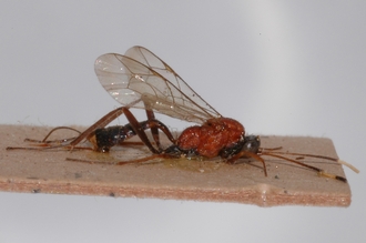 Mesostenus_leptonotus