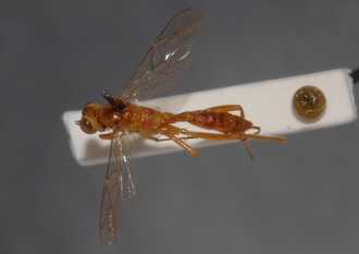 Mesostenus_pallidus_PARATYPE