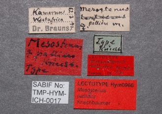 Mesostenus_pallidus_labels