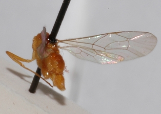 Mesostenus_pallidus_HOLOTYPE