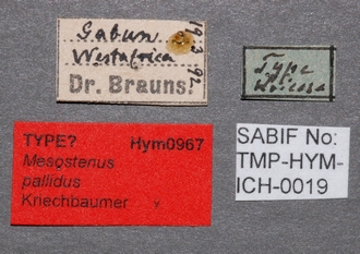 Mesostenus_pallidus_labels