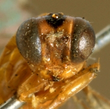 Eurycryptus_spilocephalus_HOLOTYPE