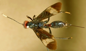 Gabunia_ruficeps_HOLOTYPE