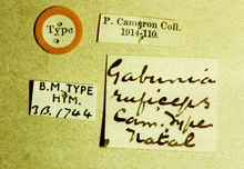 Gabunia_ruficeps_labels