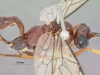 Pterocryptus_castaneus_HOLOTYPE