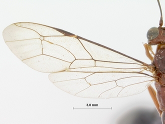 Pterocryptus_castaneus_HOLOTYPE