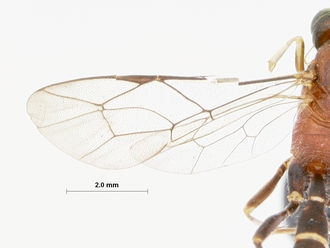 Schreineria_caviclypeus_HOLOTYPE