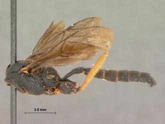 Allophatnus_fulvipes_HOLOTYPE