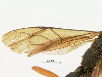 Allophatnus_fulvipes_HOLOTYPE