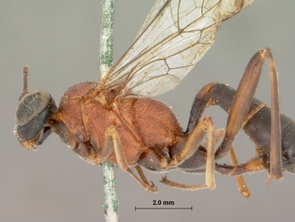 Costifrons_parvidens_HOLOTYPE