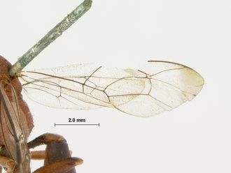 Costifrons_parvidens_HOLOTYPE