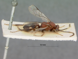 Goryphus_basalis_HOLOTYPE