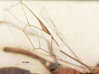 Goryphus_basalis_HOLOTYPE