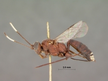 Goryphus_cinctitibia_HOLOTYPE