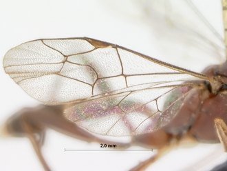 Goryphus_evanescens_HOLOTYPE