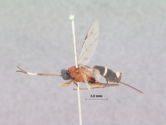 Goryphus_lobatus_HOLOTYPE
