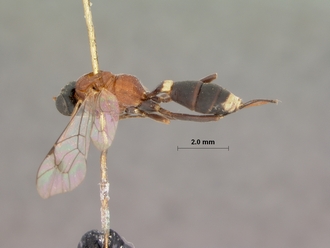 Goryphus_trisulcatus_HOLOTYPE