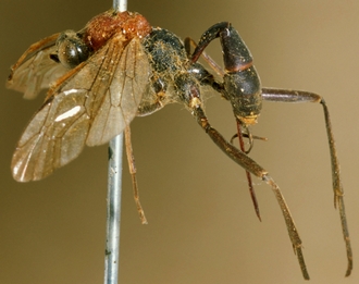 Larpelites_dorsalis_HOLOTYPE