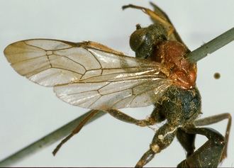 Larpelites_dorsalis_HOLOTYPE