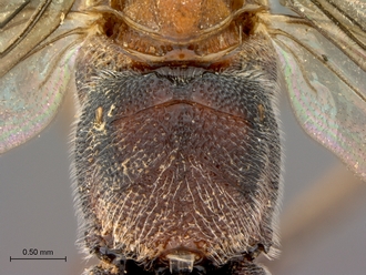 Larpelites_trepidus_HT_female_propodeum