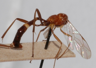 Mesostenus_cingulatus_HOLOTYPE