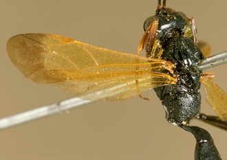 Gessia_flavipennis_HOLOTYPE