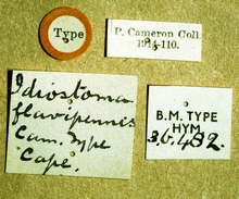 Gessia_flavipennis_labels
