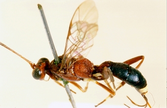 Ischnus_blanditus_HOLOTYPE