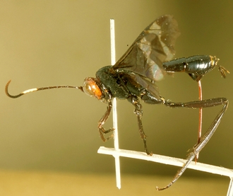 Zonocryptus_angustus_HOLOTYPE