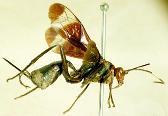 Zonocryptus_formosus_HOLOTYPE