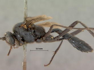 Zonocryptus_tosquinetii_HOLOTYPE