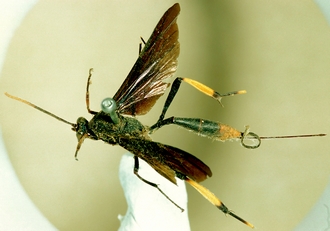 Osprynchotus_capensis_HOLOTYPE