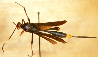 Osprynchotus_ethiopicus_LECTOTYPE