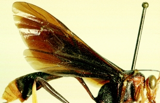 Osprynchotus_ethiopicus_LECTOTYPE