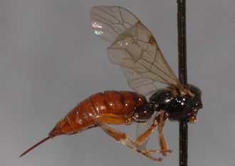Pimpla_castaniventris_HOLOTYPE