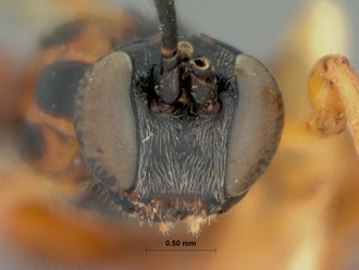 Xanthophenax_semidilutus_HOLOTYPE
