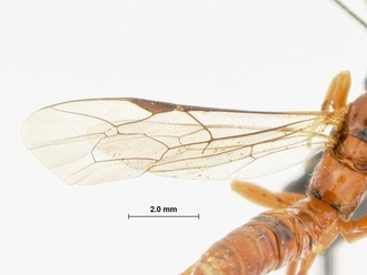 Xanthephialtes_hyalina_HOLOTYPE