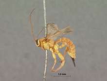 Xanthopimpla_romani_HOLOTYPE