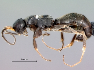 Olixon_dentatum_habitus_lateral