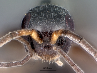Olixon_dentatum_head_frontal
