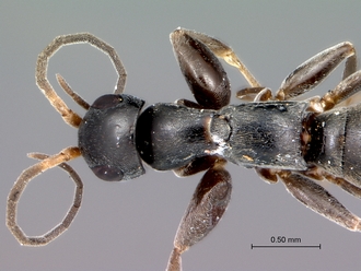 Olixon_dentatum_head_mesosoma_dorsal